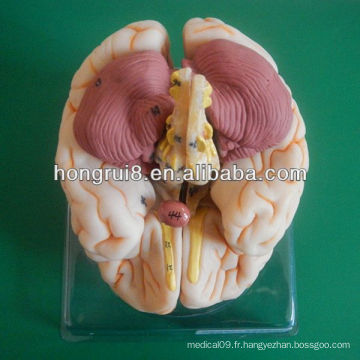 ISO Deluxe Brain Anatomical model, modèle éducatif